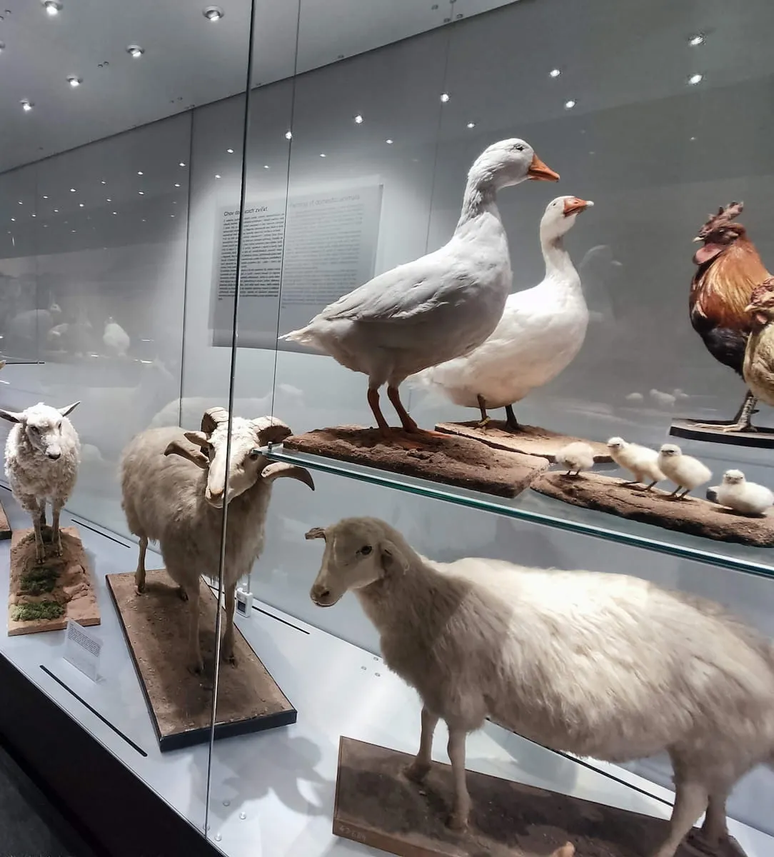 Museo Nazionale Museo Nazionale