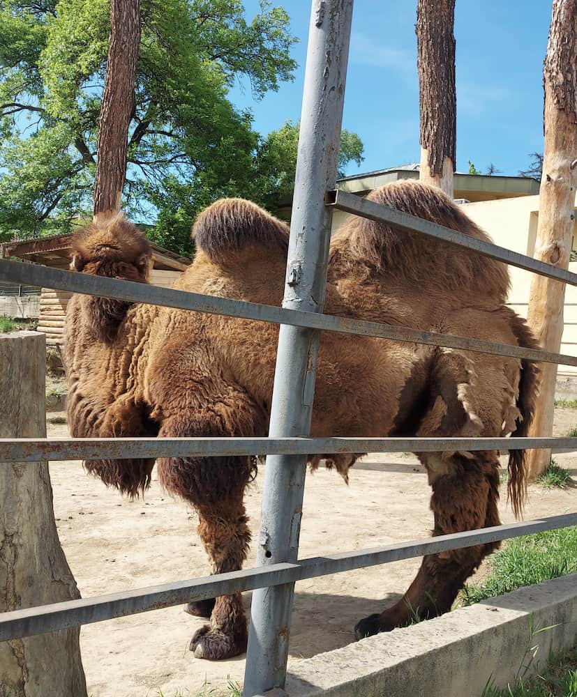 zoo tbilisi zoo tbilisi