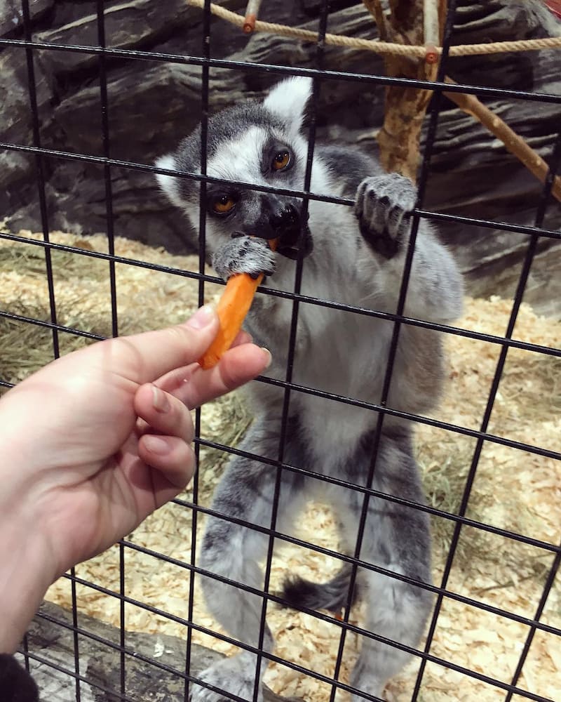 zoo tbilisi zoo tbilisi