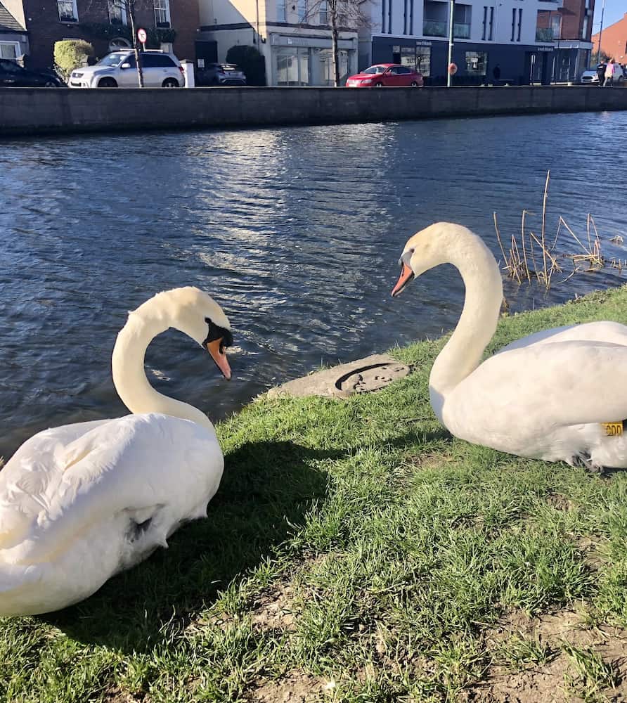 Portobello Portobello