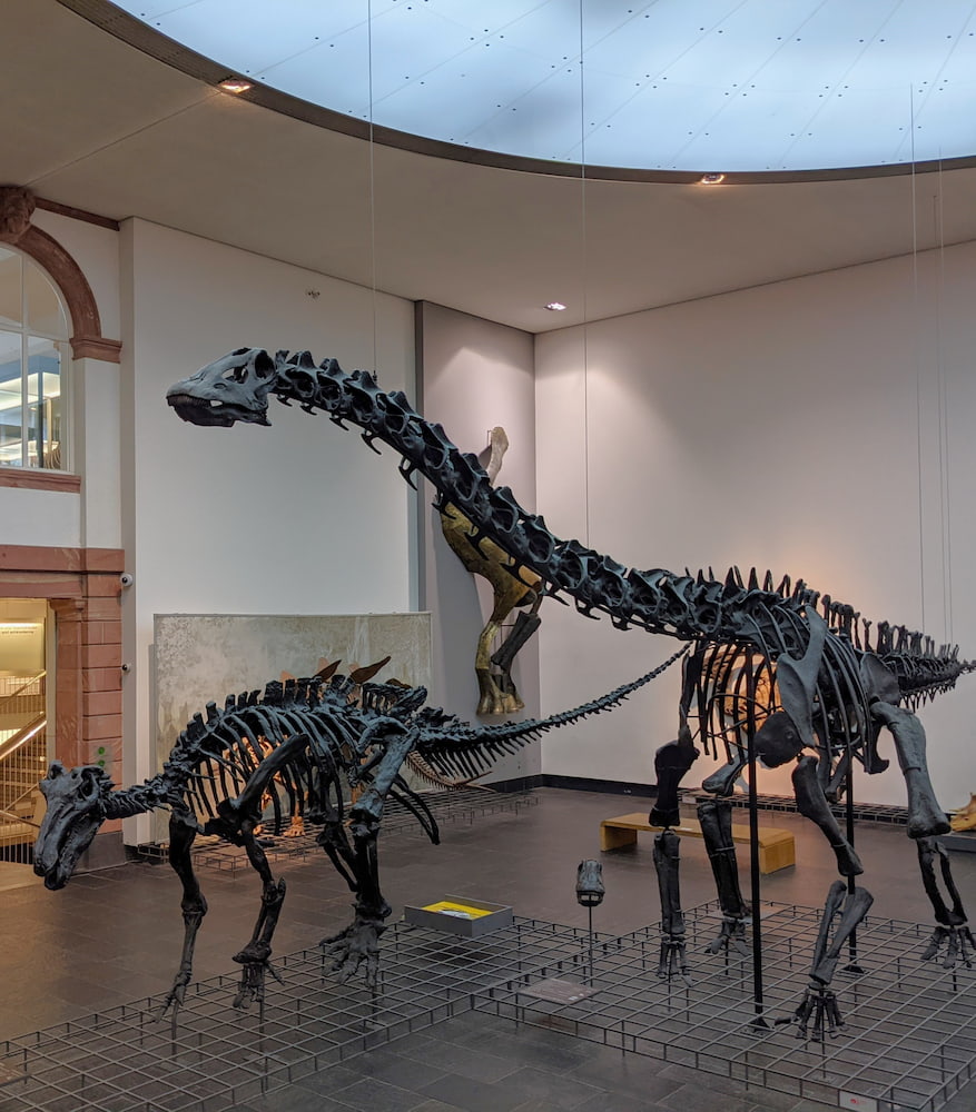 Senckenberg Museum, Frankfurt Senckenberg Museum, Frankfurt