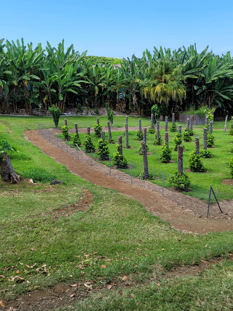 Hawaii (Isola Grande) Hawaii (Isola Grande)