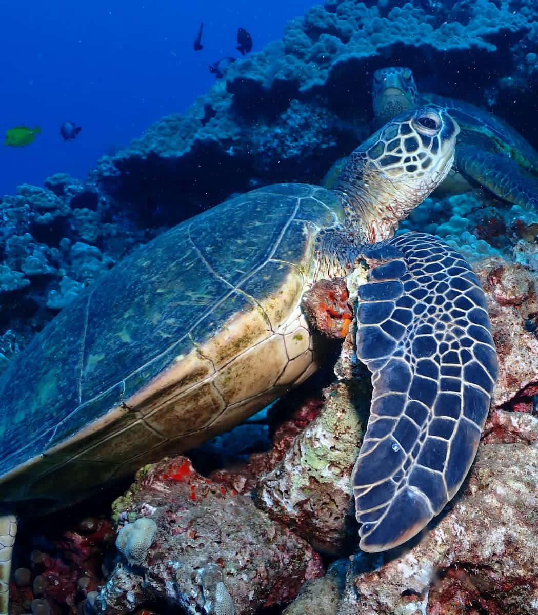 Maui, Hawaii Maui, Hawaii