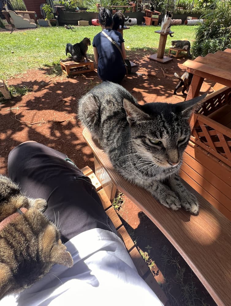 Santuario dei gatti di Lanai Santuario dei gatti di Lanai