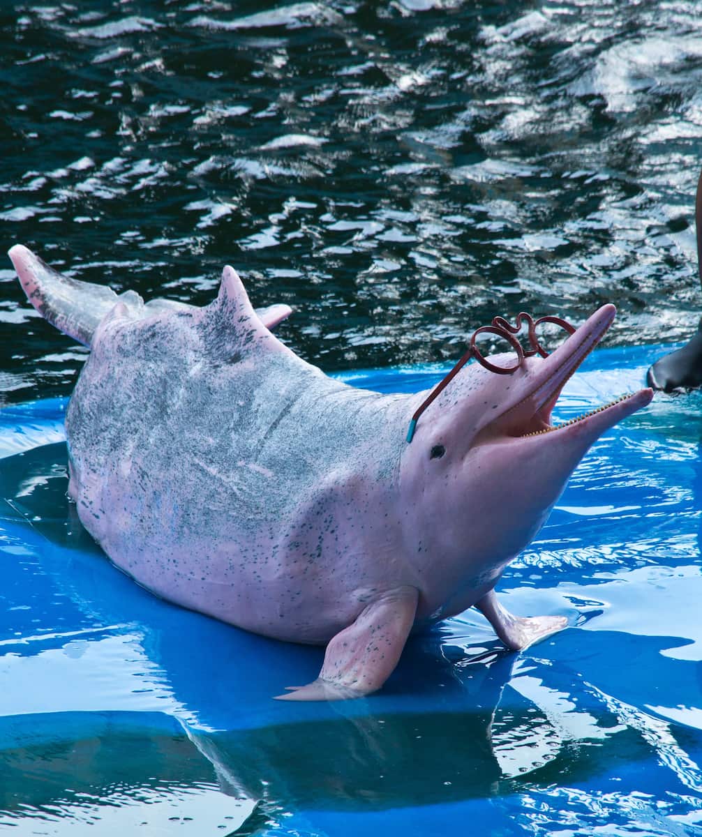 Pattaya_Pratumnak_Hill (6) Pratumnak Hill, Pattaya