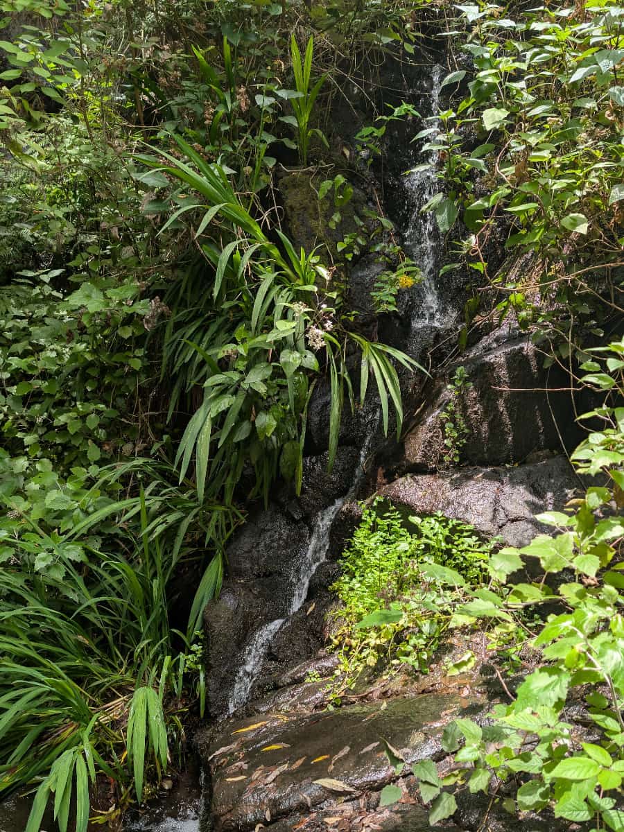 El Cedro, La Gomera El Cedro, La Gomera