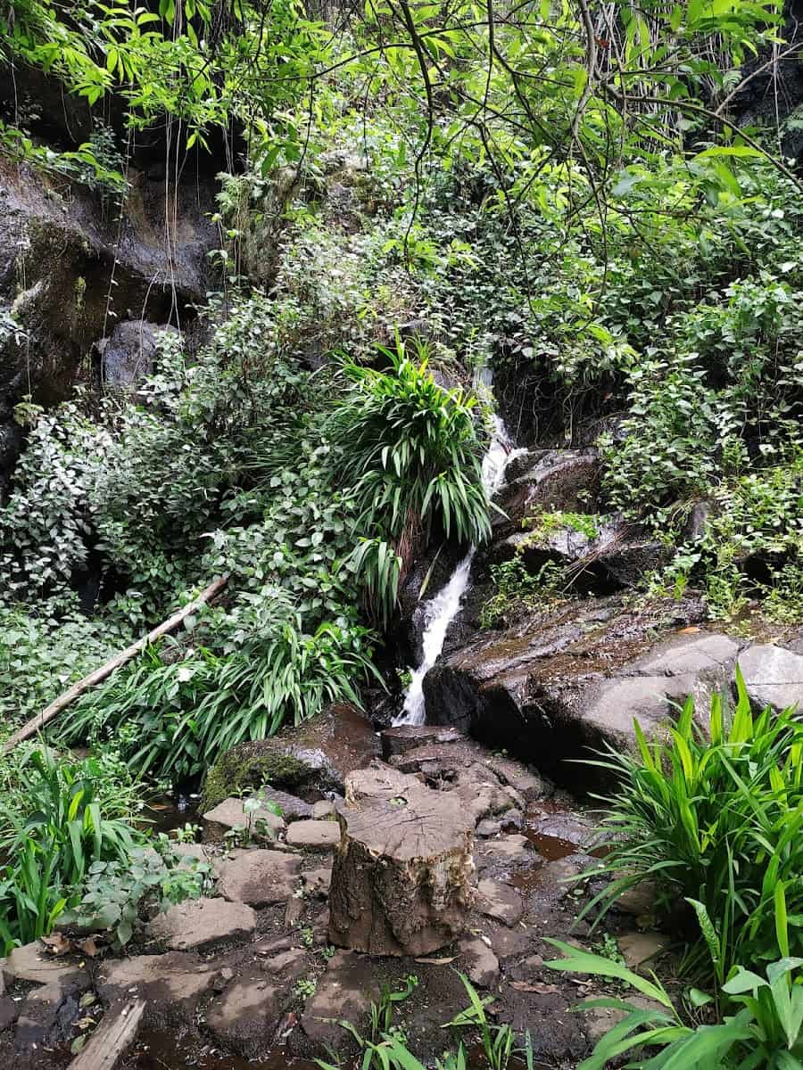 El Cedro, La Gomera El Cedro, La Gomera