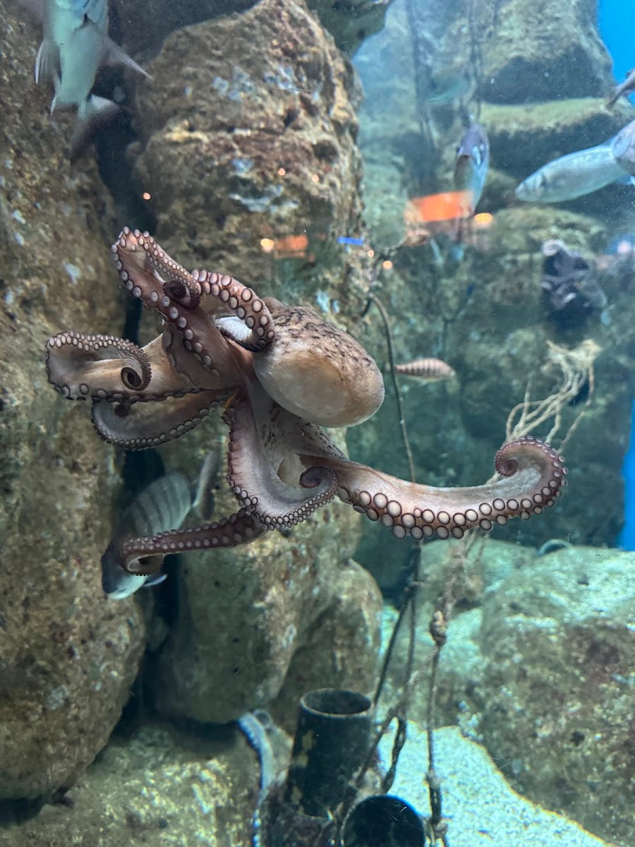 Aquarium Finisterrae, Galicia Aquarium Finisterrae, Galicia