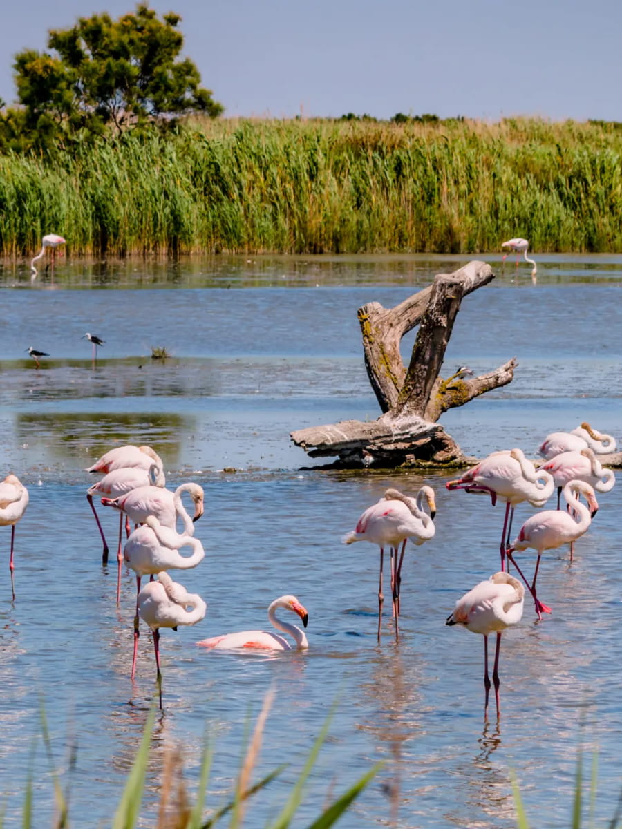 Camargue Camargue