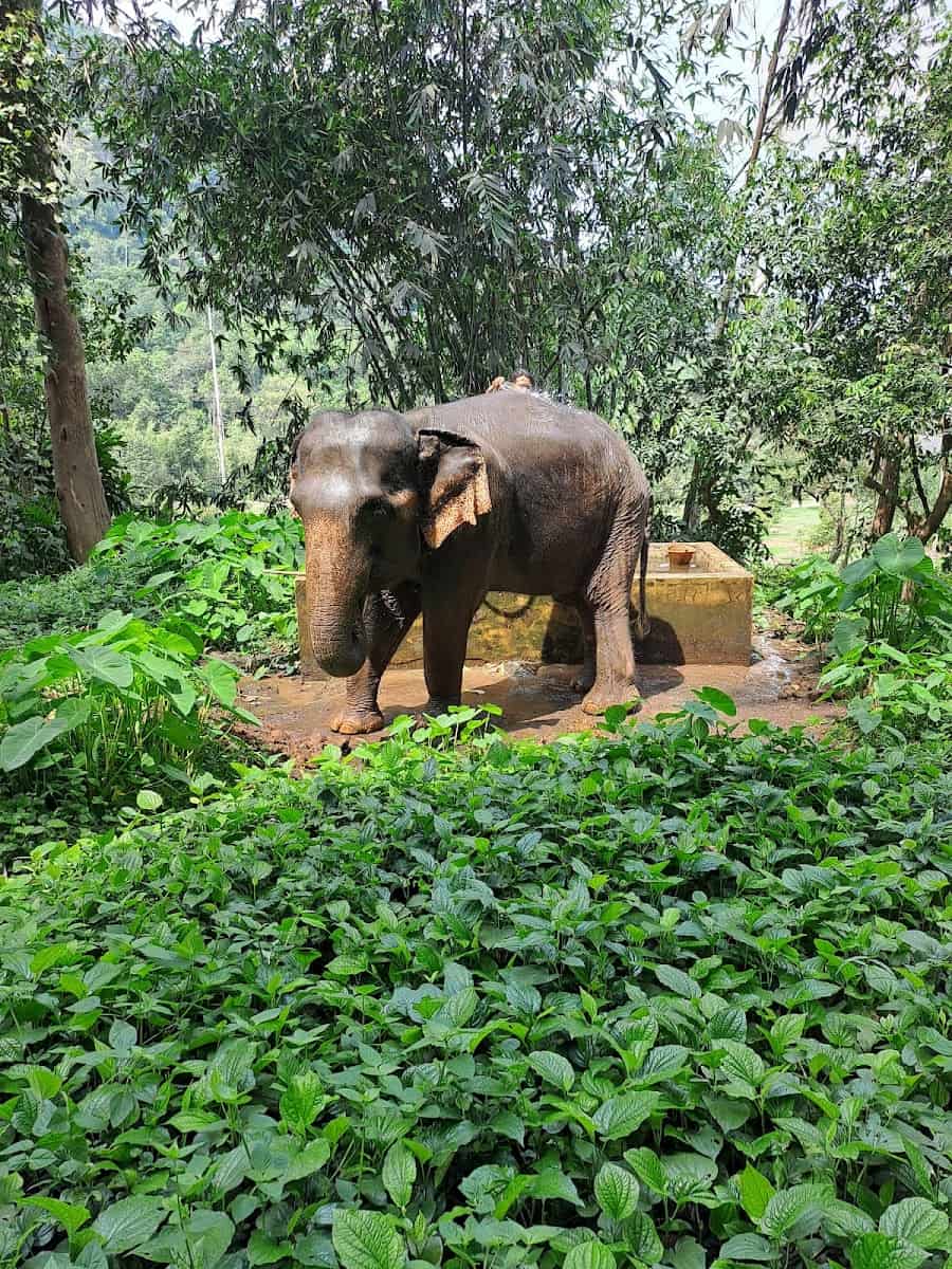 Klong Son Elephant Camp, Koh Chang Klong Son Elephant Camp, Koh Chang