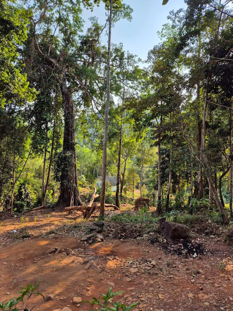 Klong Son Elephant Camp, Koh Chang Klong Son Elephant Camp, Koh Chang