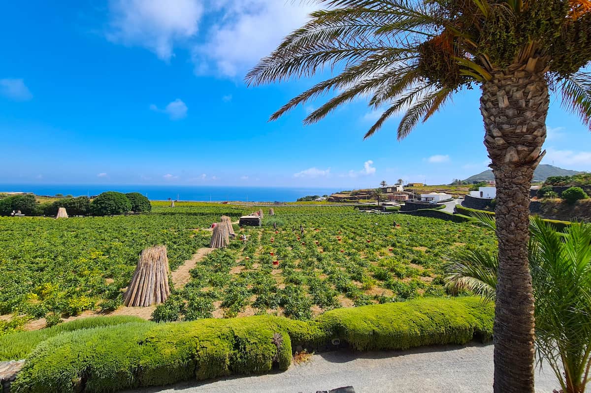 Mursia & Cossyra, Pantelleria