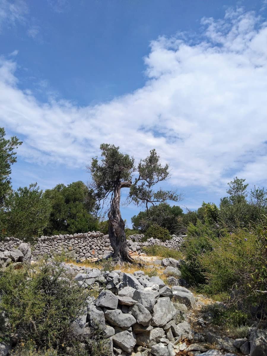 Najsire stablo masline, Pag Najsire stablo masline, Pag