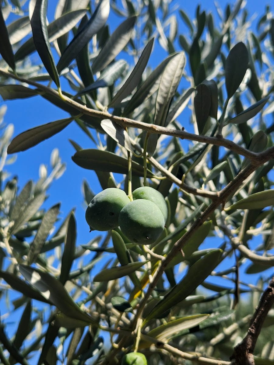 Najsire stablo masline, Pag Najsire stablo masline, Pag