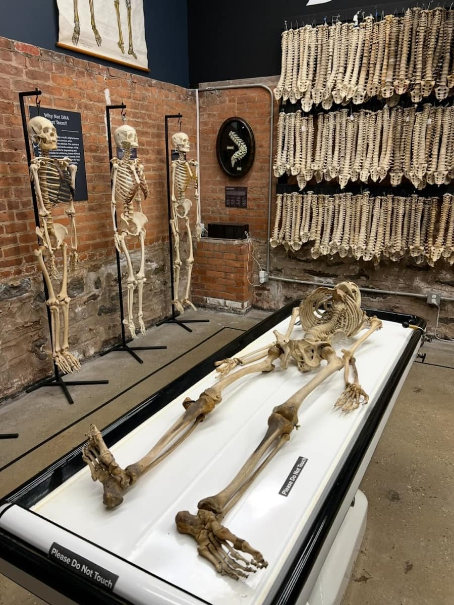 The Bone Museum, Brooklyn The Bone Museum, Brooklyn