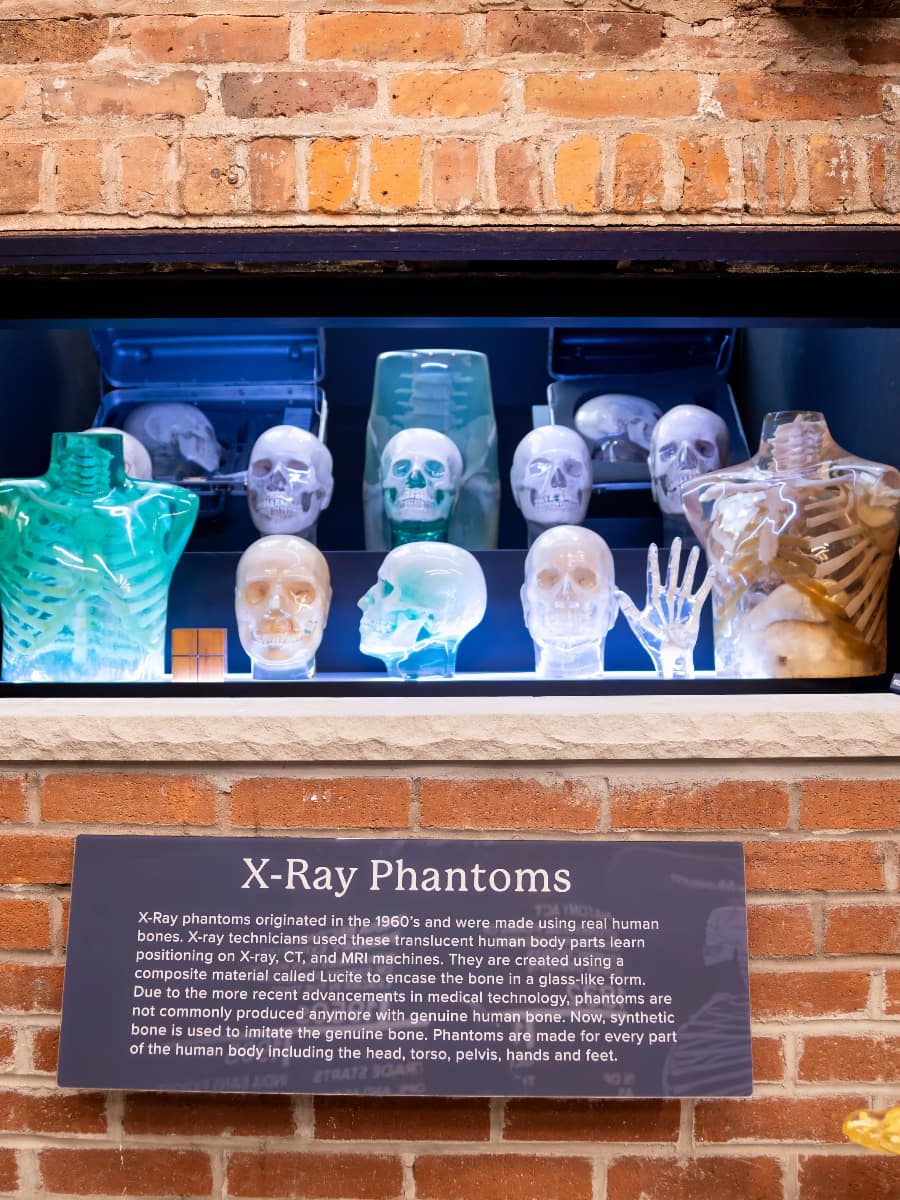 The Bone Museum, Brooklyn The Bone Museum, Brooklyn