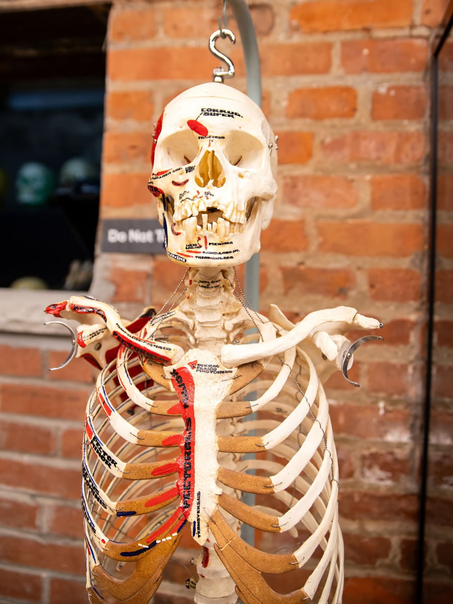 The Bone Museum, Brooklyn The Bone Museum, Brooklyn