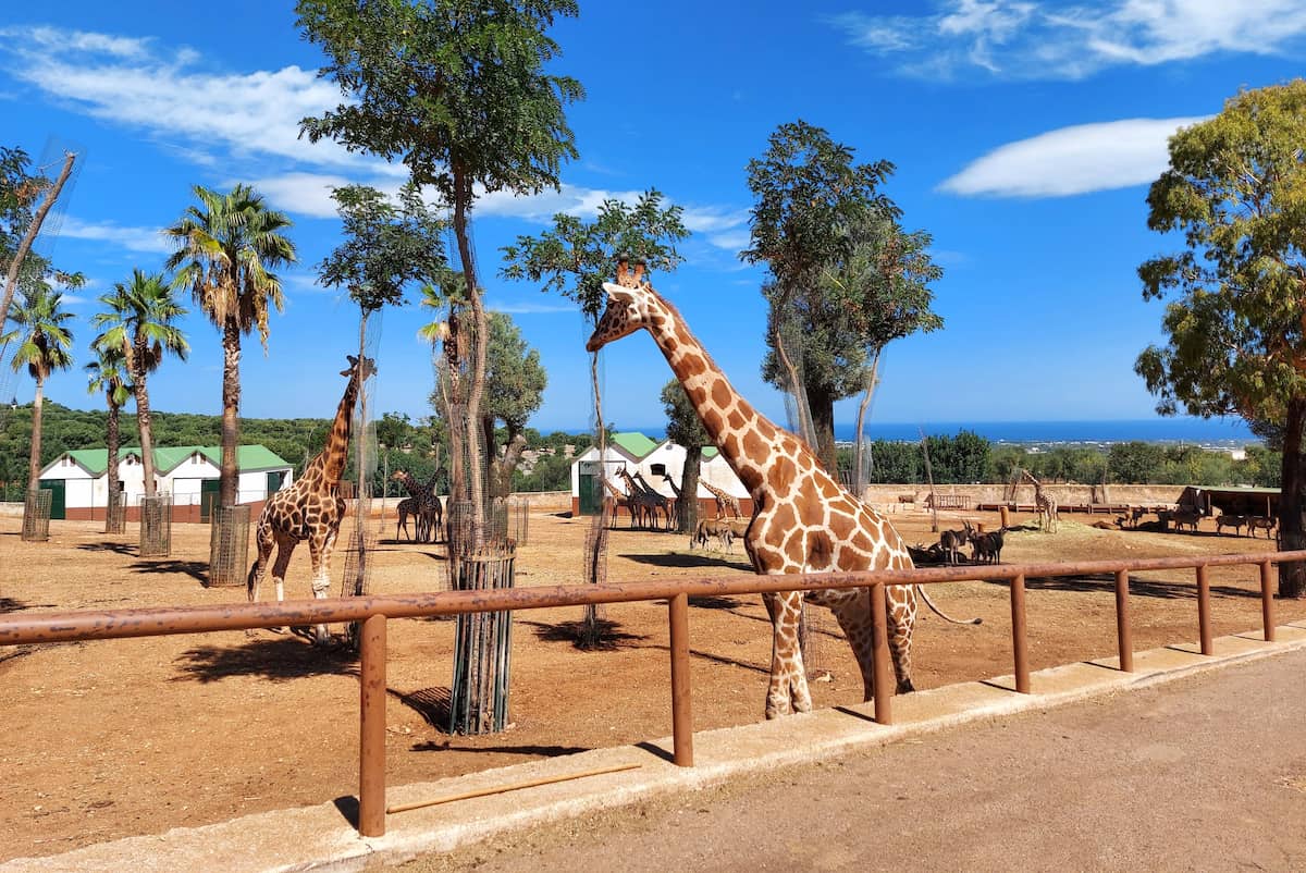Lo Zoo Safari Fasanolandia, Alberobello