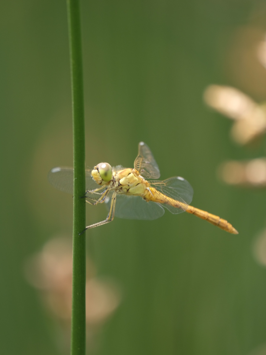 Veliko Blato, Pag Veliko Blato, Pag