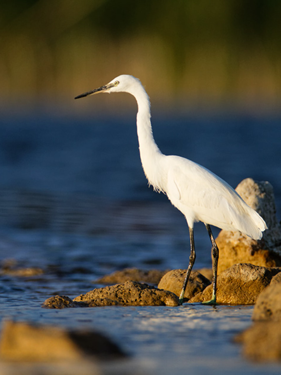 Veliko Blato, Pag Veliko Blato, Pag